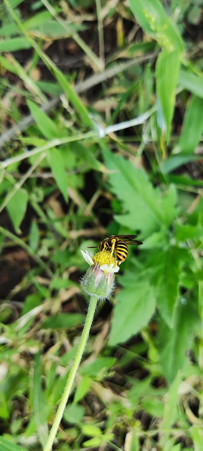 Macro mobile photography