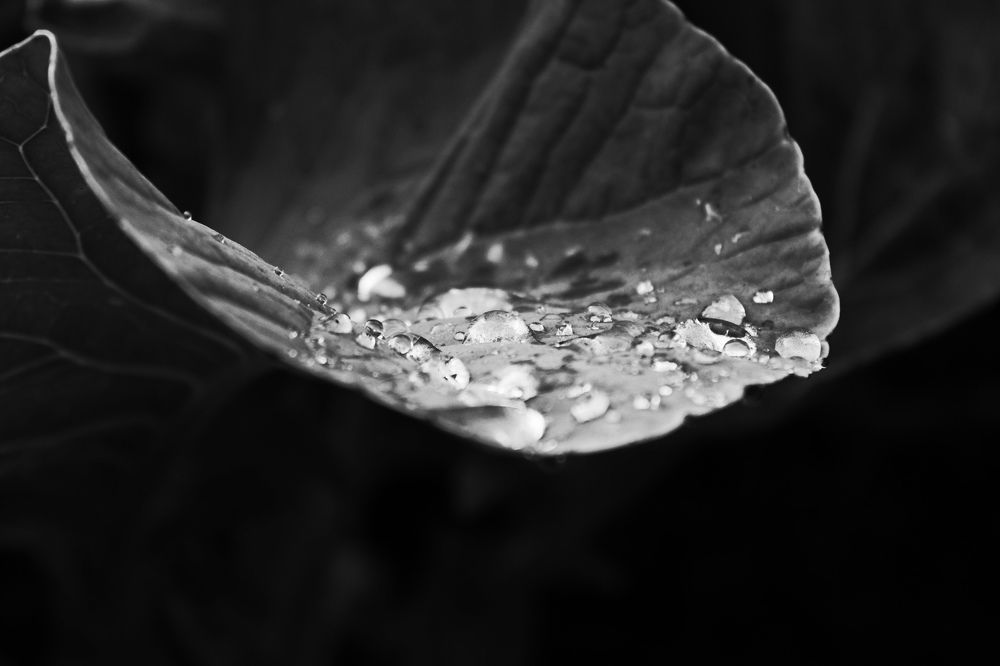 Photograph by Сергей Золотоверхий