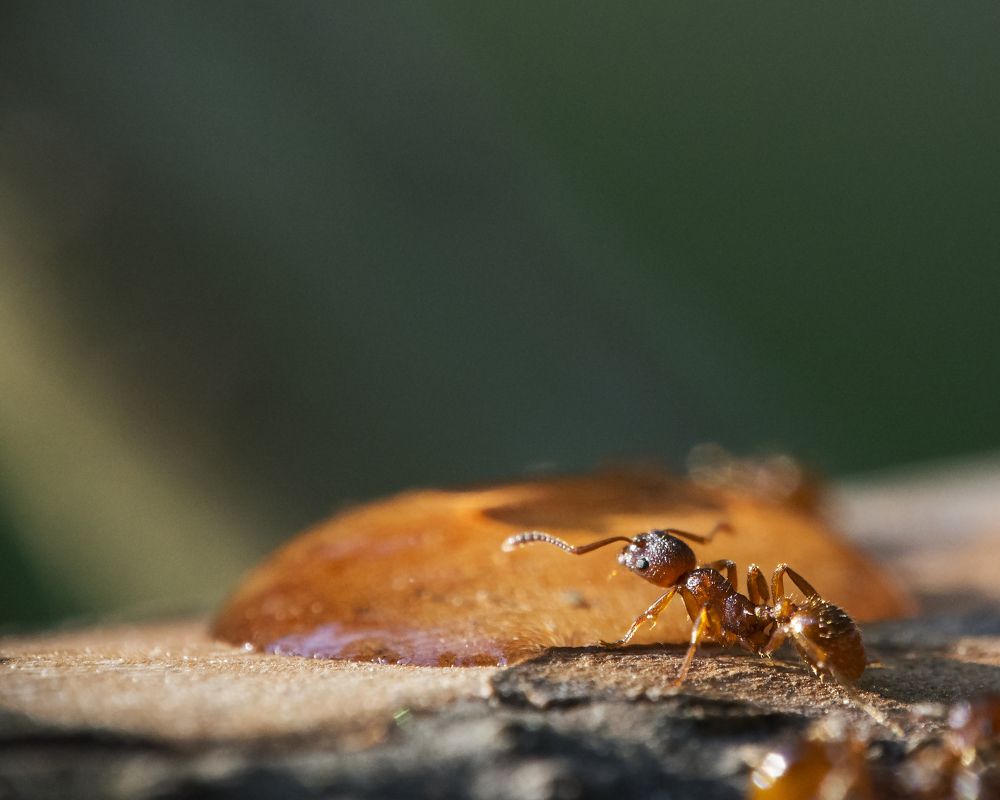 Photograph by Владимир Михайлов