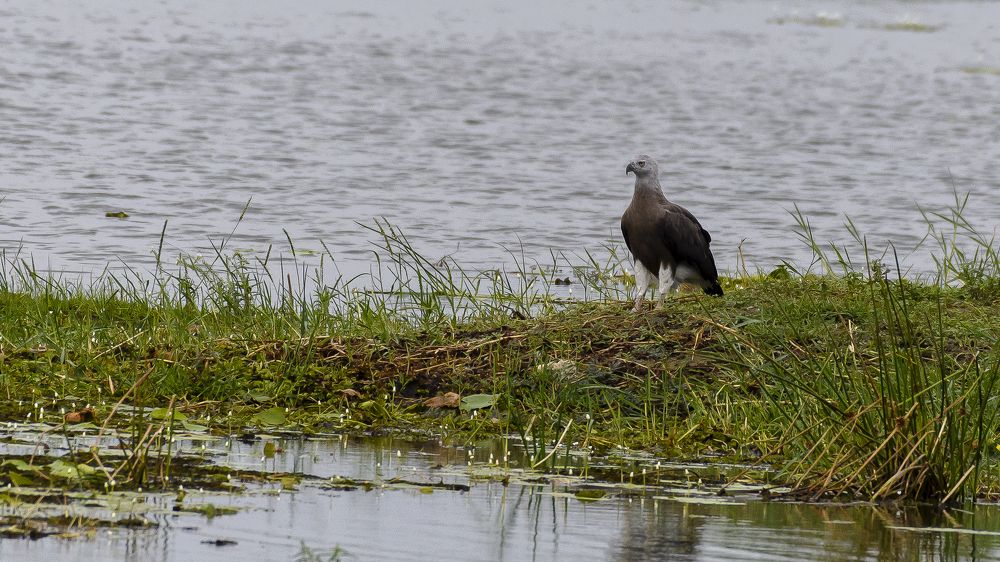 Photograph by M.I.M. Mahir