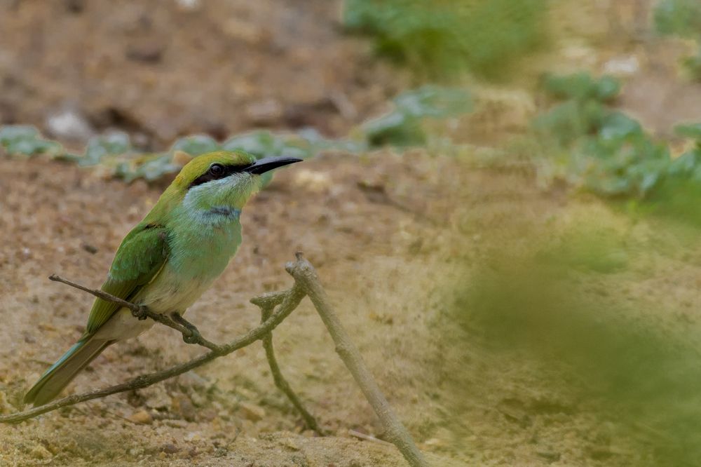 Photograph by M.I.M. Mahir