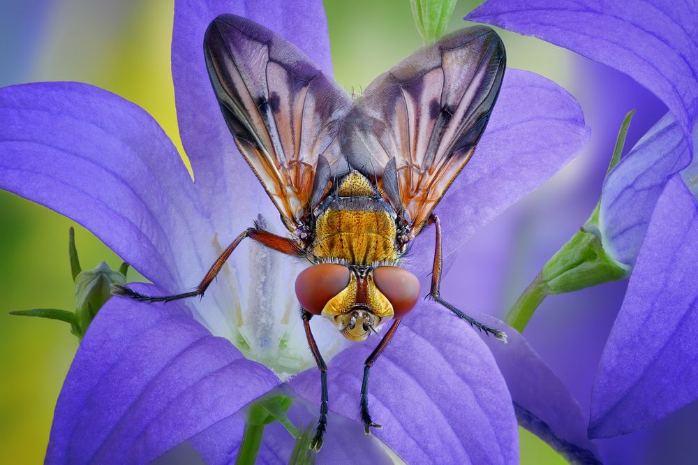Фазия пёстрая - Ectophasia crassipennis