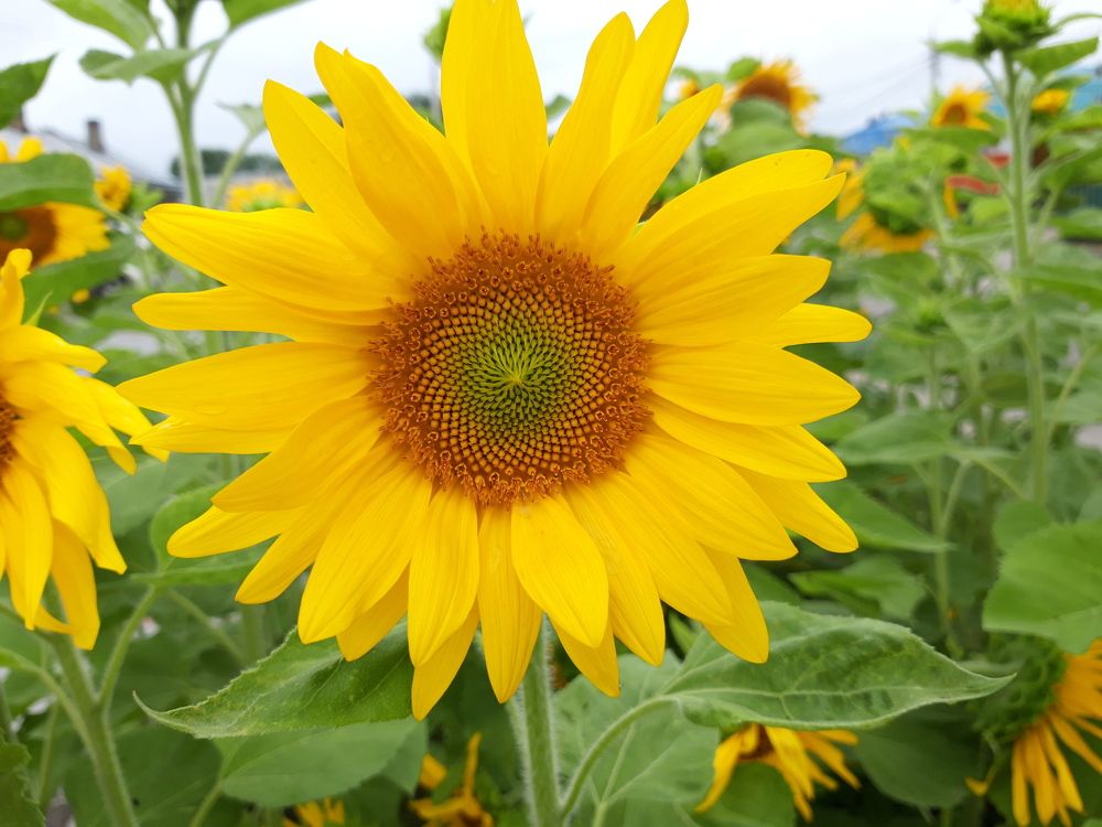 Photograph by Максим Дубинин