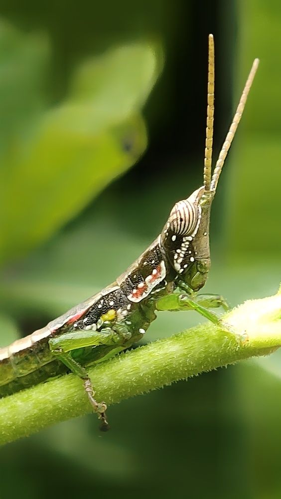 Photograph by B.Dhana sekaran