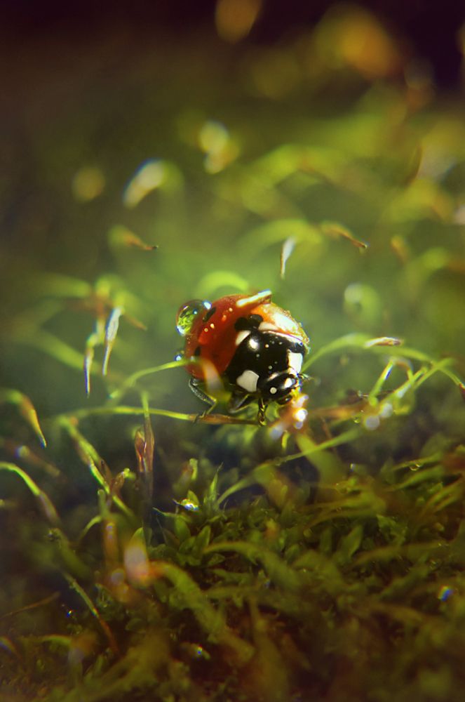 Photograph by Olga Nicolaeva