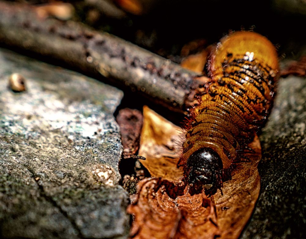 Photograph by Brightman Mitra