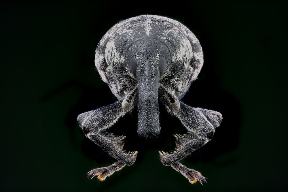 Photograph by Vicente Manuel Alvarez Mena