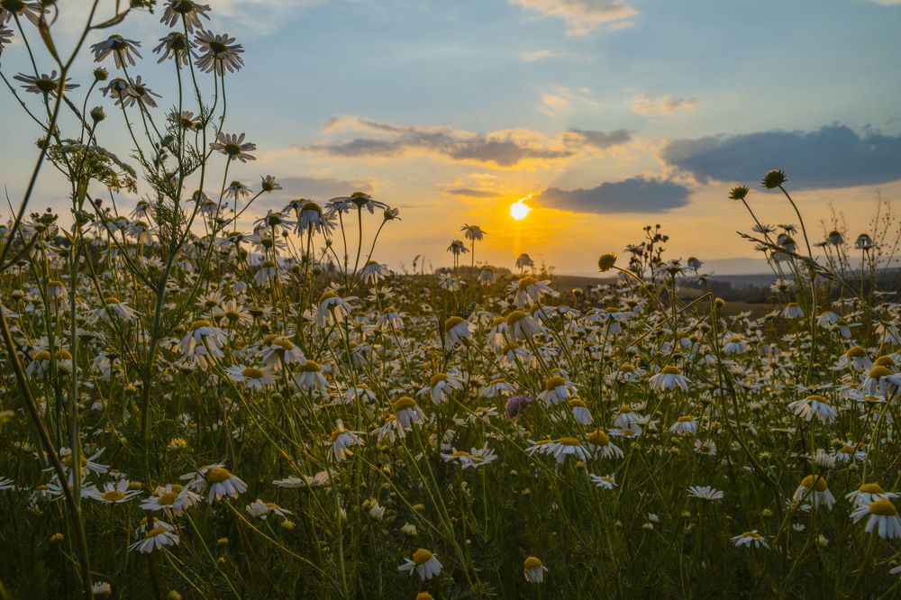 Photograph by Елена Перминова