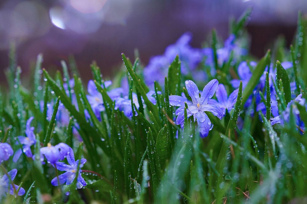 Photograph by Оксана Сироштан