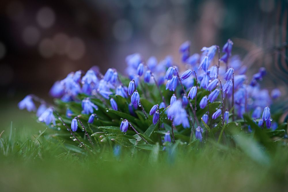 Photograph by Оксана Сироштан