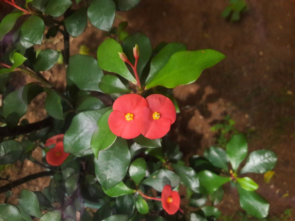 Pop flowers