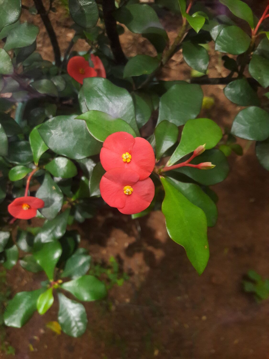 Pop flowers