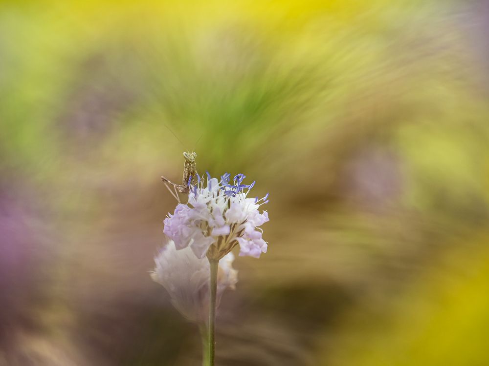 Photograph by FABIO SARTORI