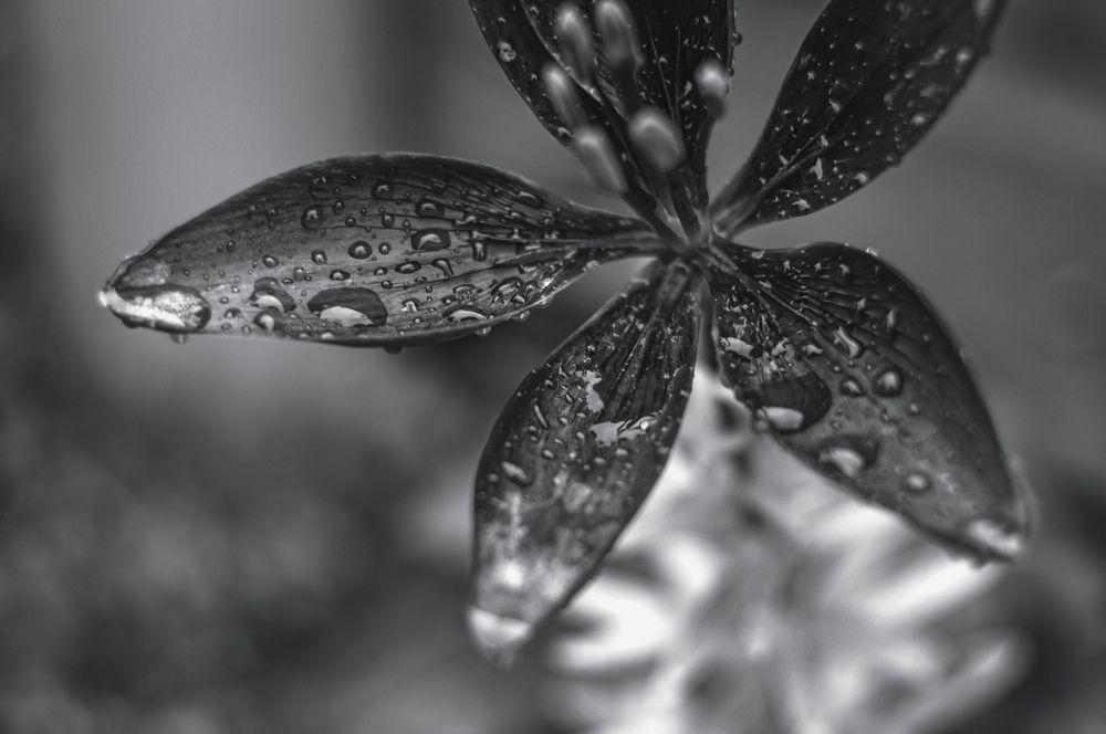 Photograph by Анастасия Сахаревич