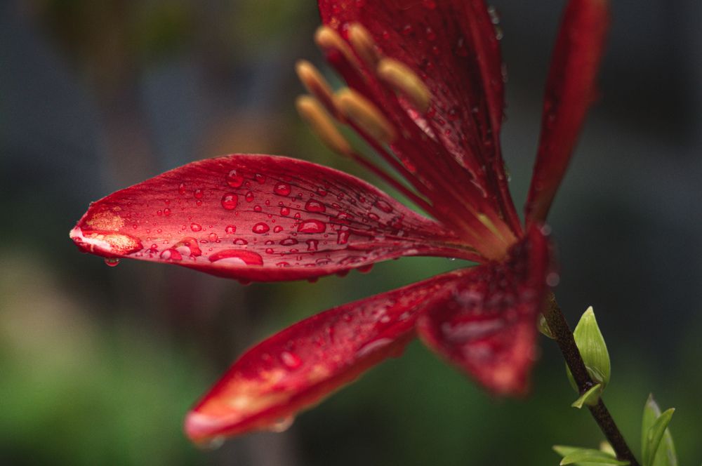 Photograph by Анастасия Сахаревич