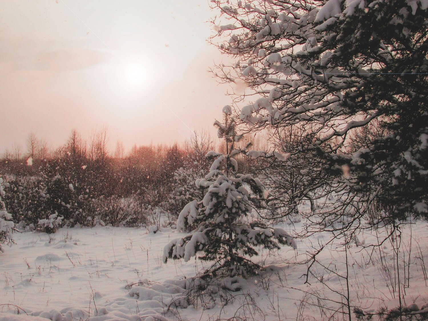 Photo #6403787