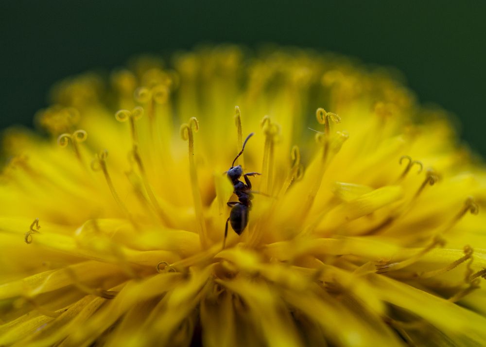 Photograph by DZMITRY