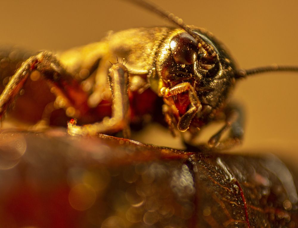 Photograph by János Rábli