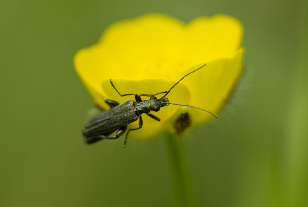 Photograph by János Rábli