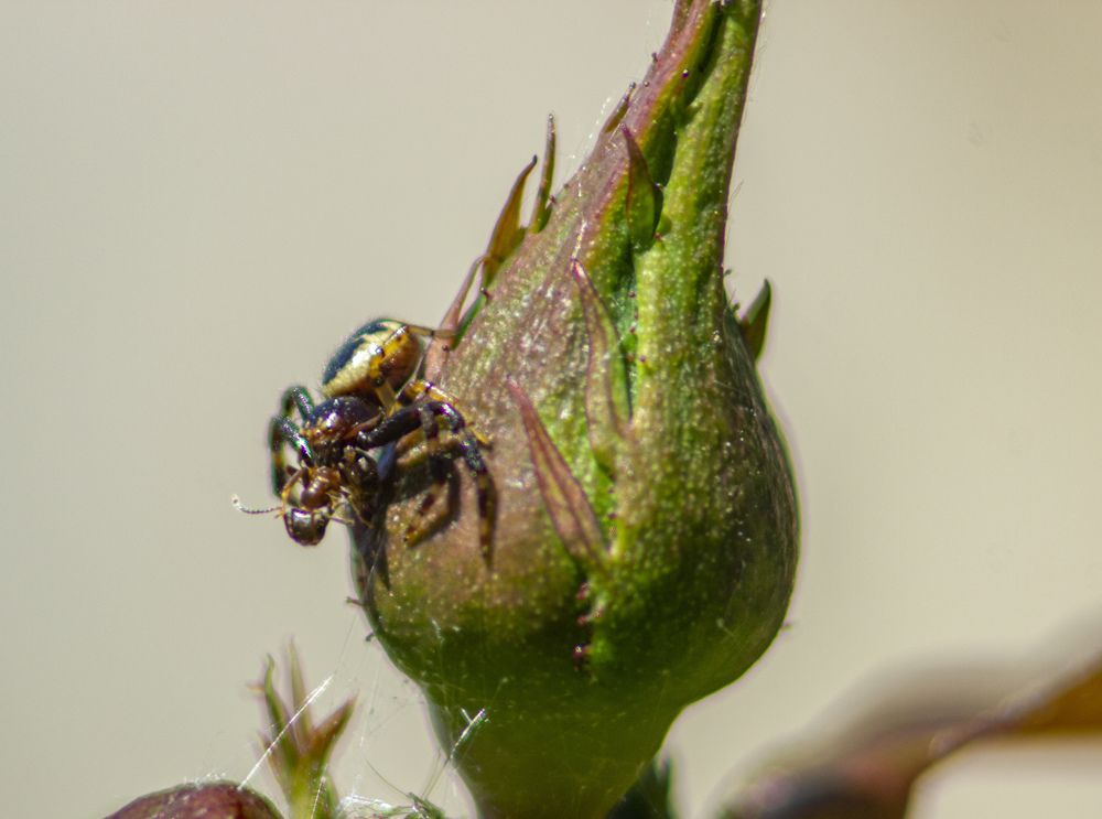 Photograph by János Rábli