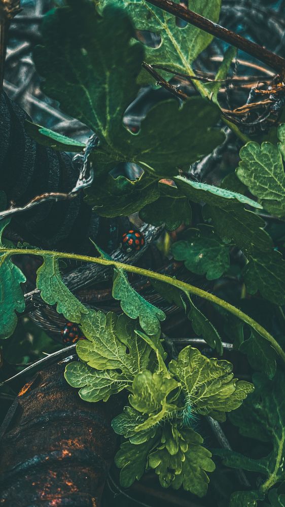 Photograph by Оксана Алейникова