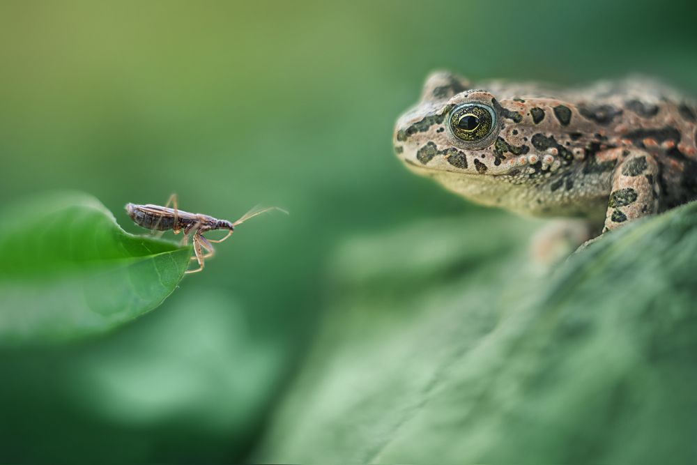 Съесть тебя или нет?