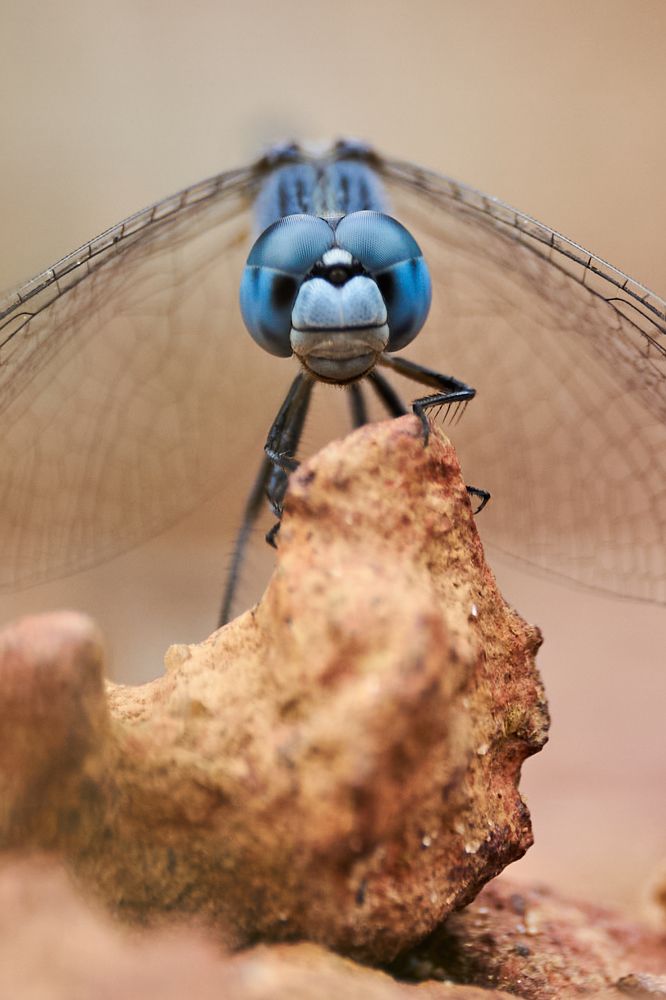 Photograph by Kushan Madushanka Sonnadara