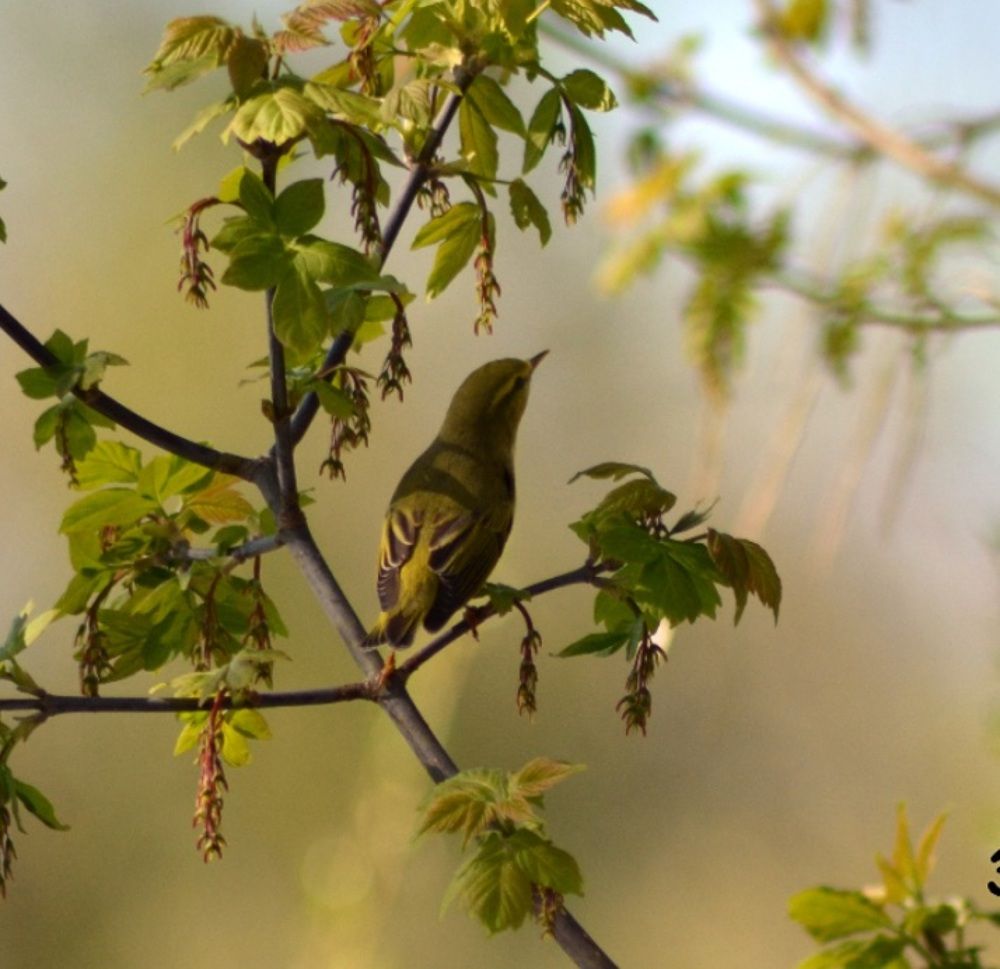 Зелёная пересмешка