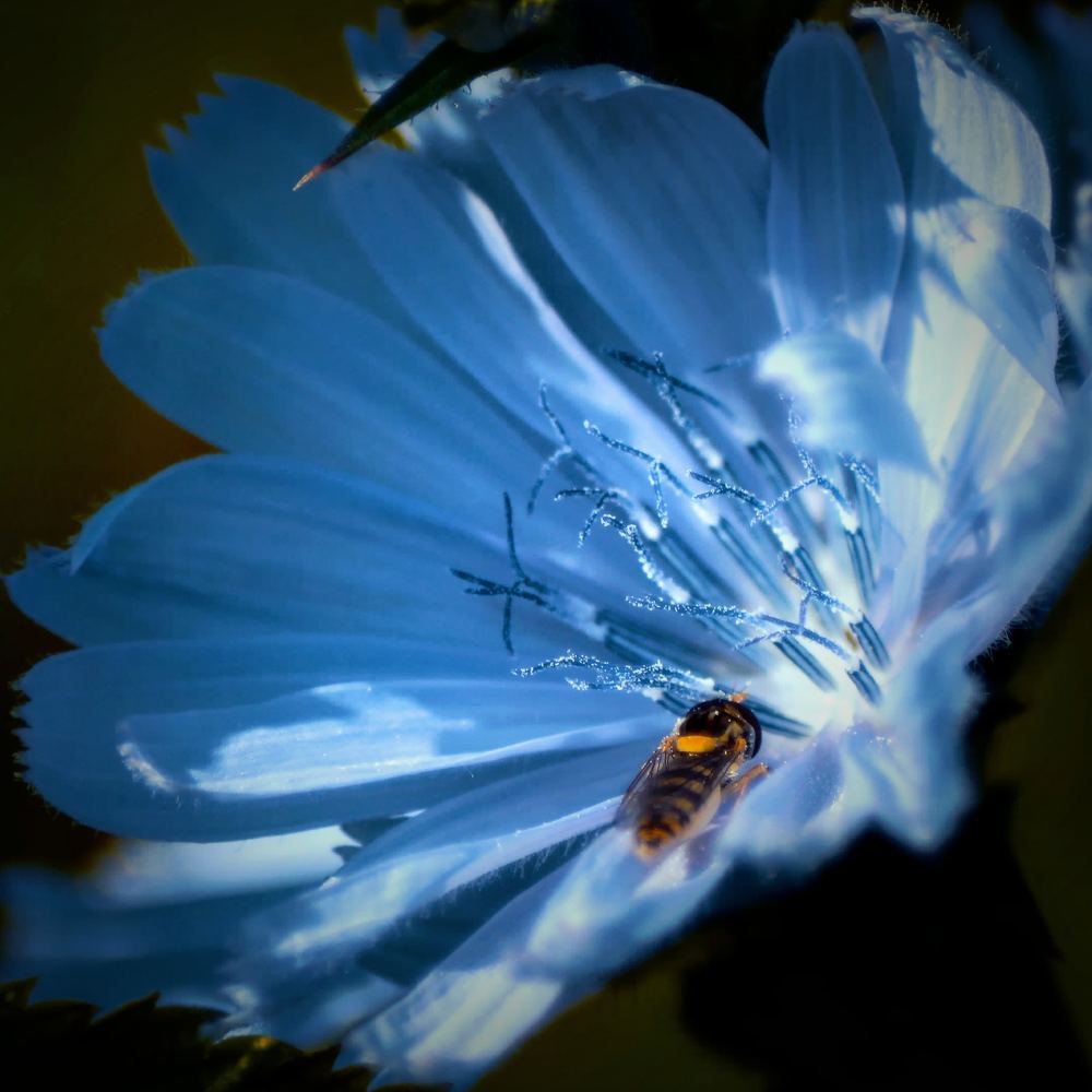 Луговые лакомства