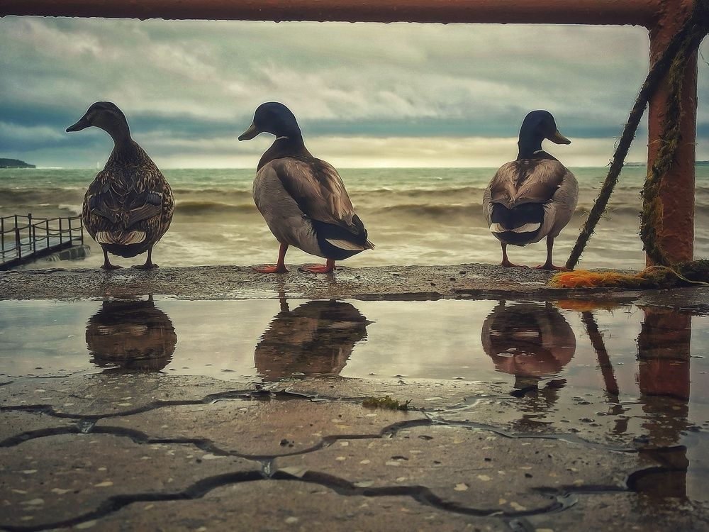 Photograph by Михаил Саидов