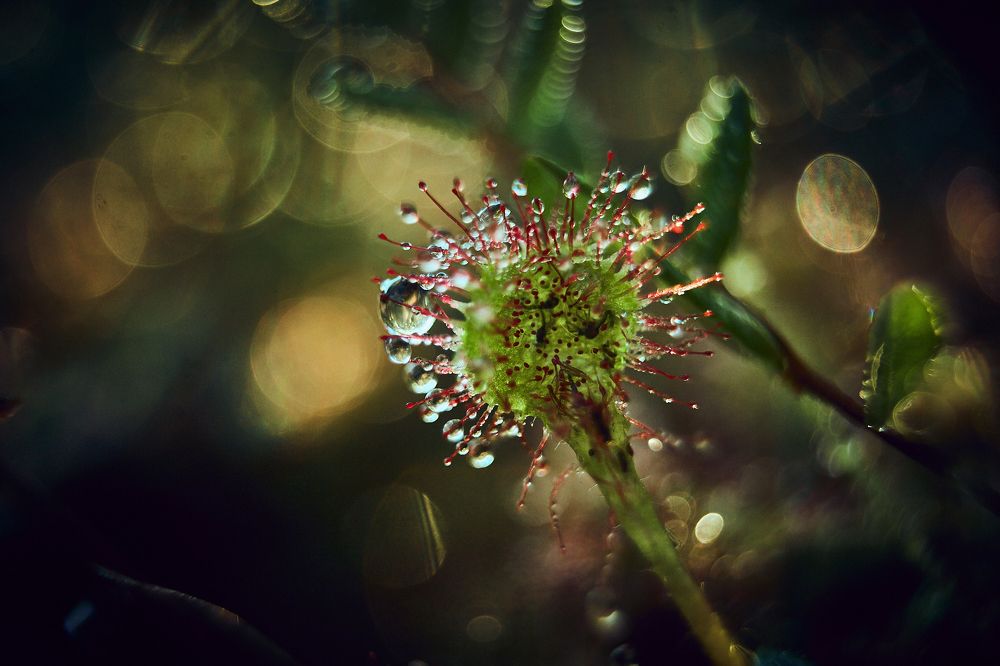 Фотография автора Сергей Катков