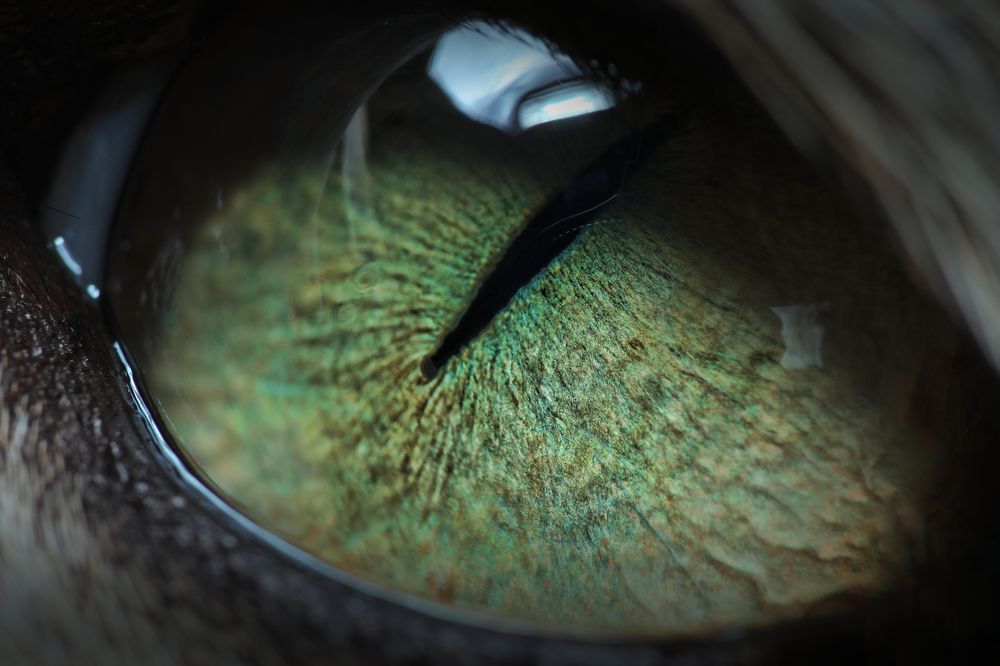 Фотография автора Rehman Ifrahim