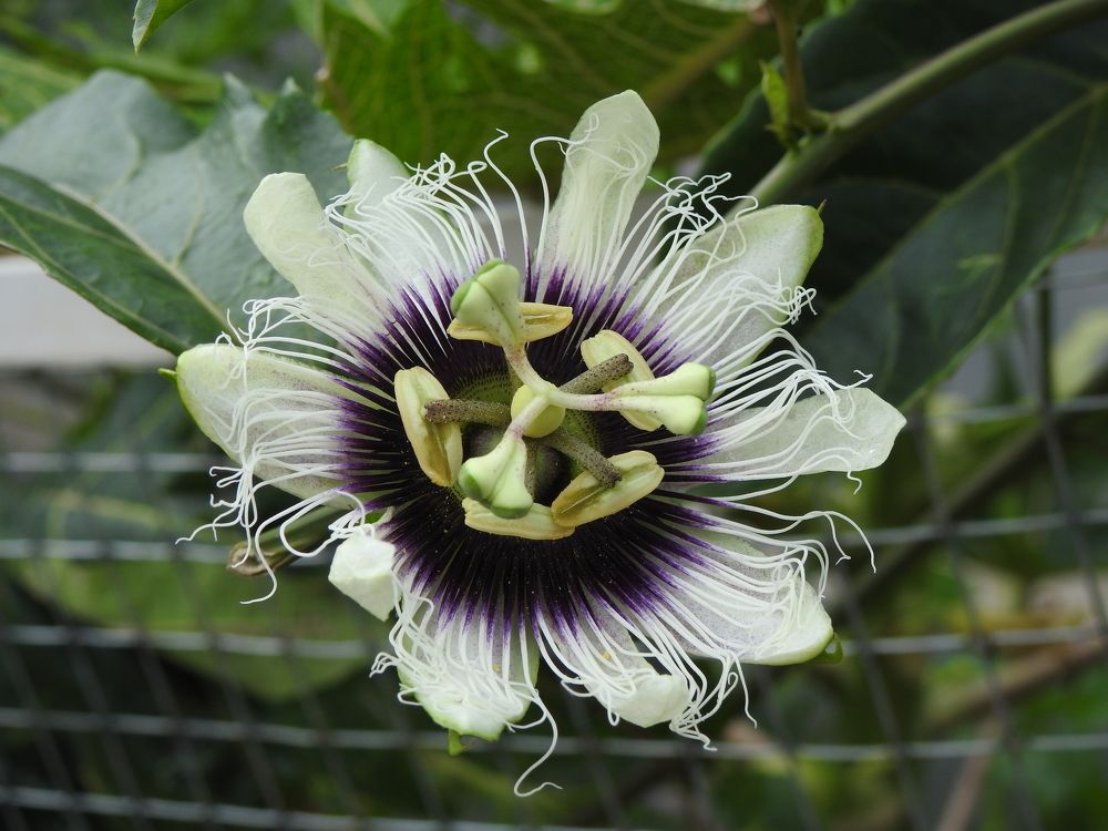 Photograph by Zaw Htun