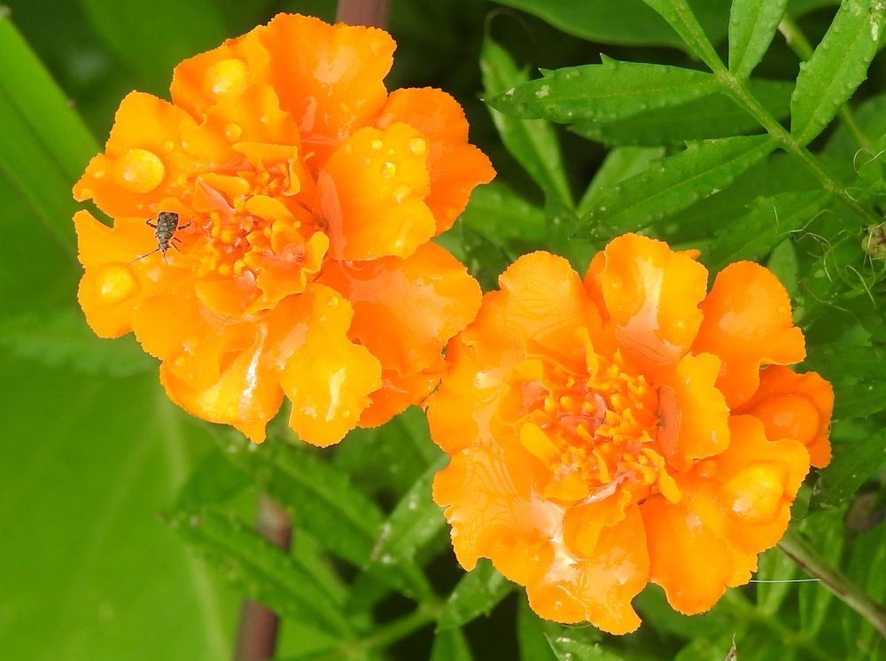 Photograph by Zaw Htun