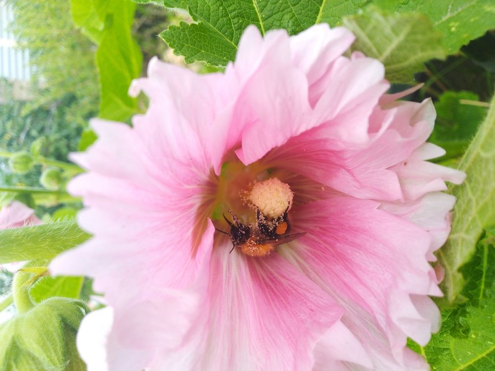 Нектар в мёд