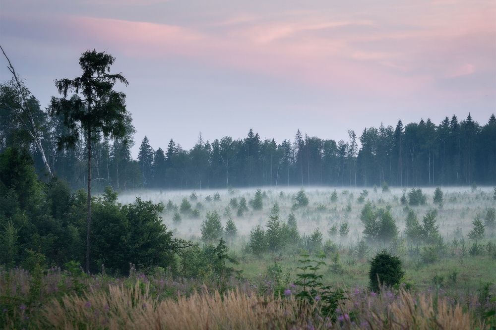 Лето. Лес. Туман.