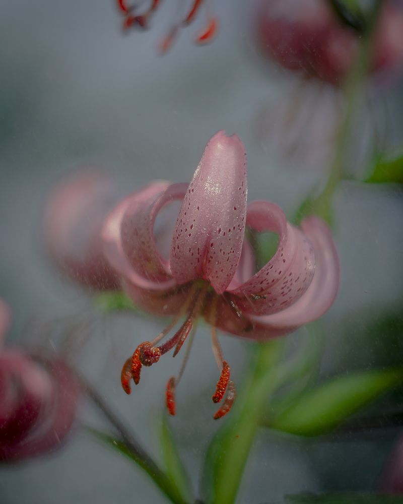 Pink passion of the day