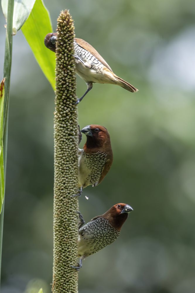 Scaly-breasted Munia