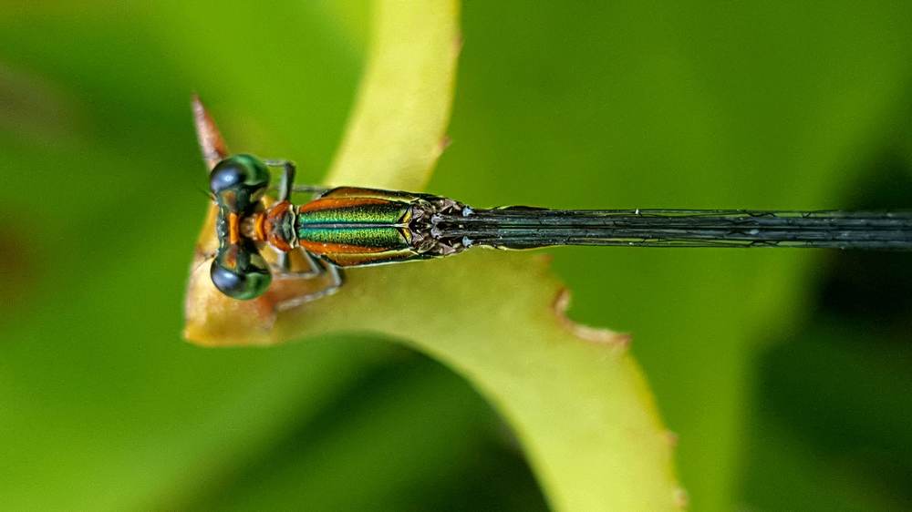 Photograph by Francis Coombs