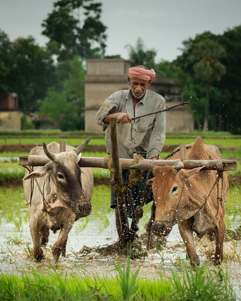 Photograph by Anirban Pan