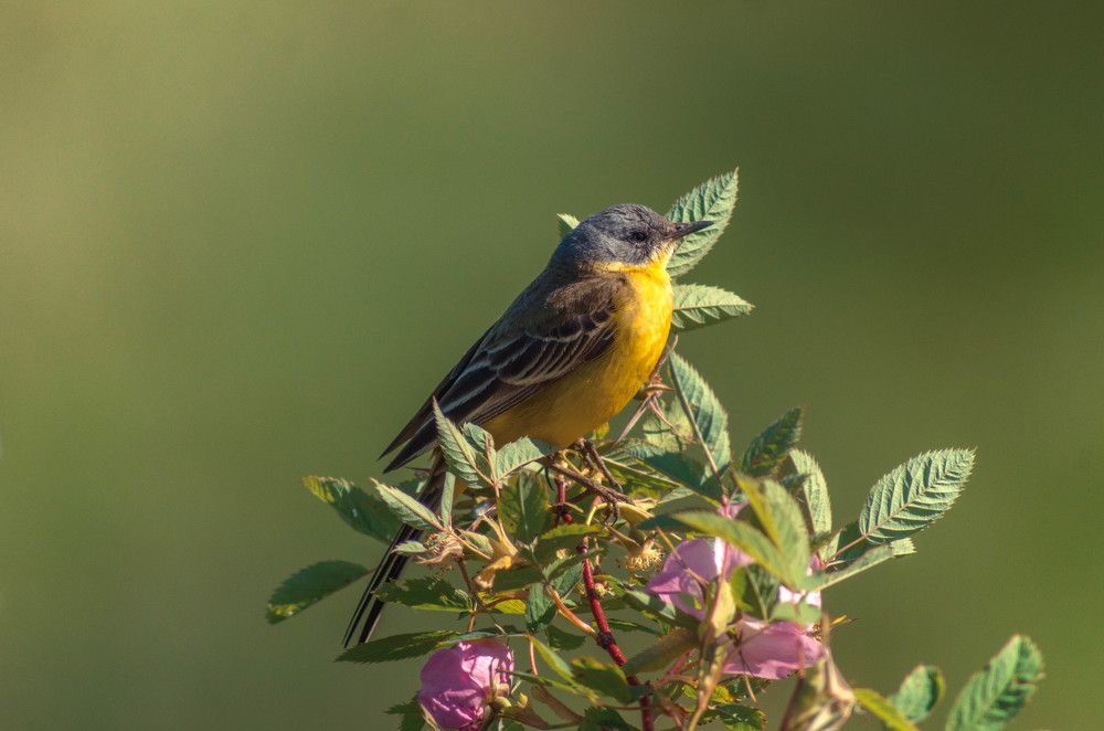 Photograph by Елена Гребнева