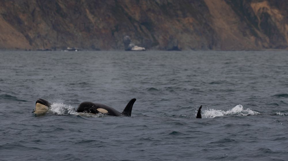 Photograph by Анастасия Бравичева