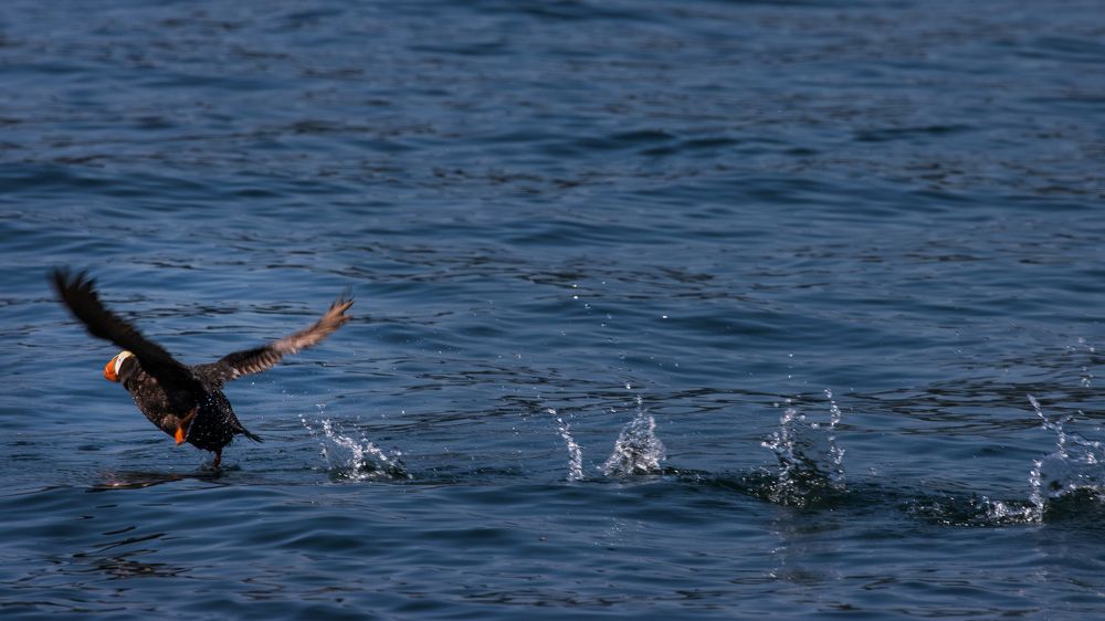 Photograph by Анастасия Бравичева