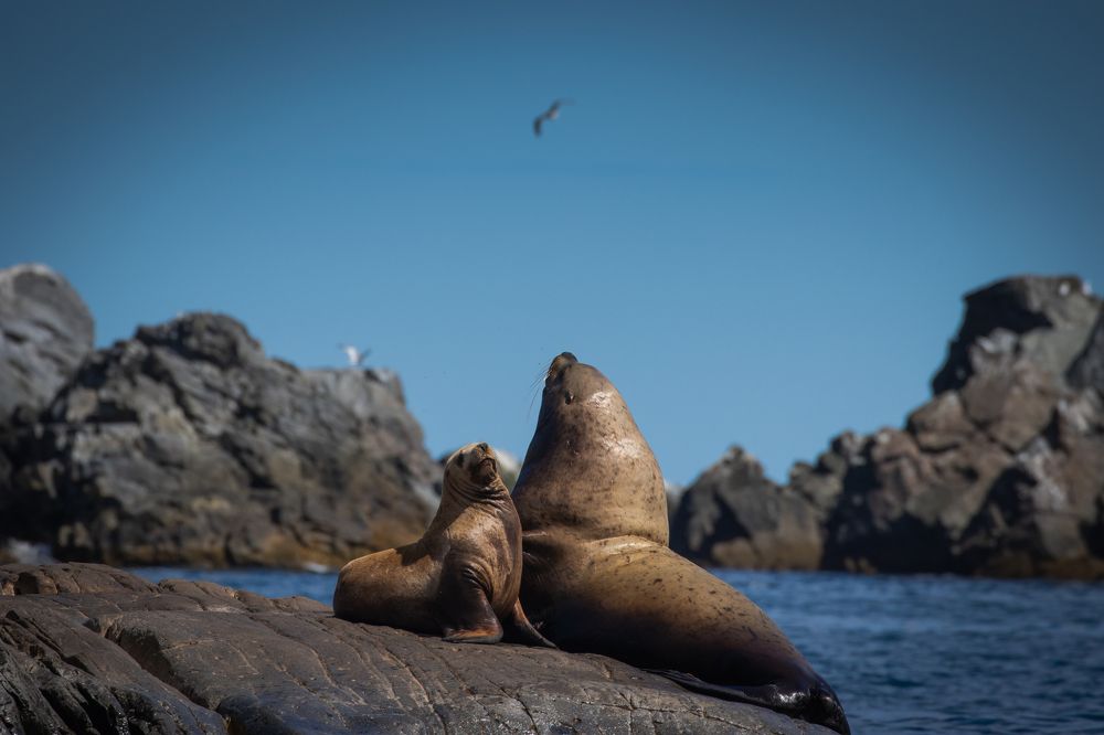 Photograph by Анастасия Бравичева