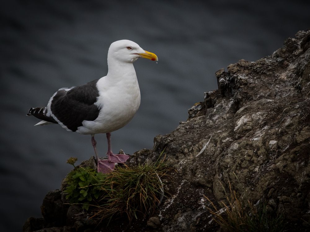 Photograph by Анастасия Бравичева