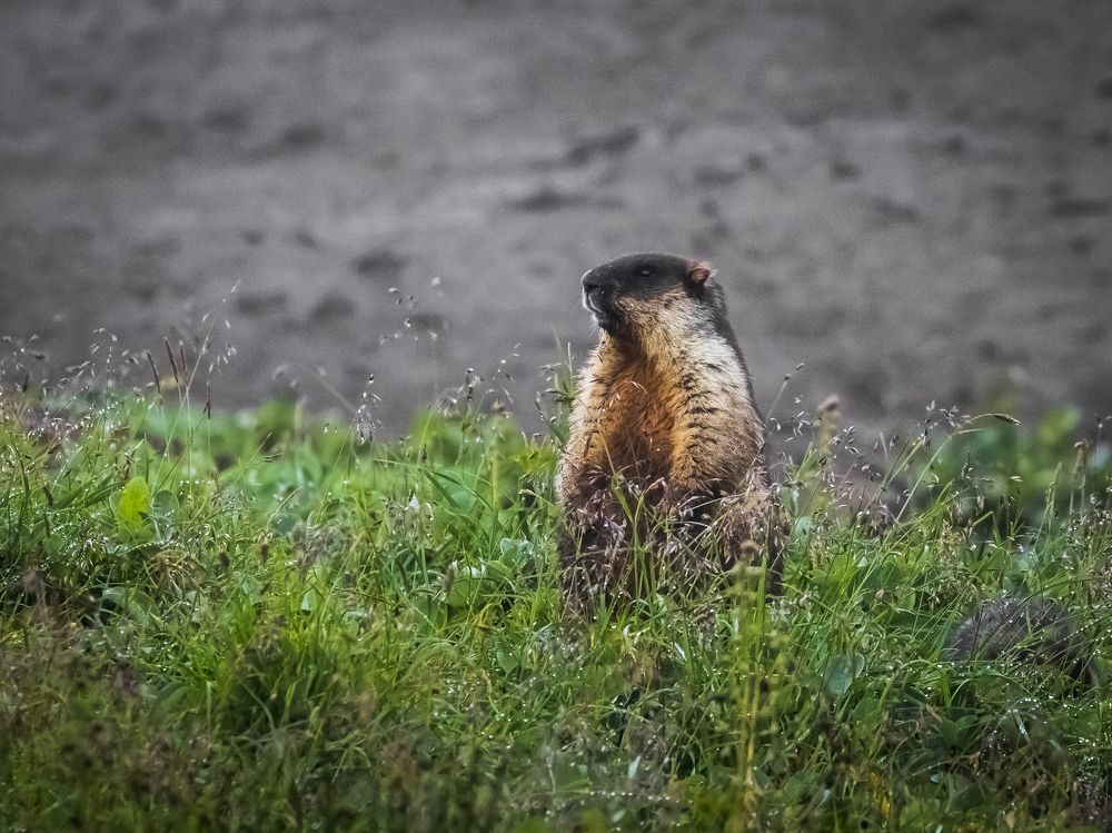 Photograph by Анастасия Бравичева