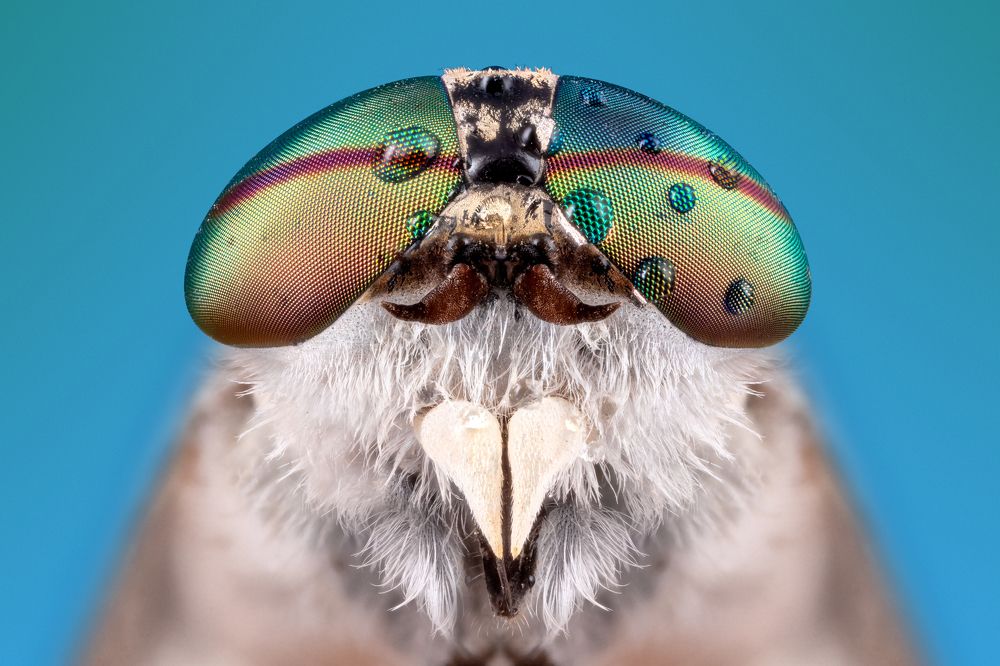 Photograph by Shams Vida