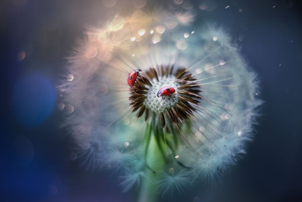 Волшебство мира