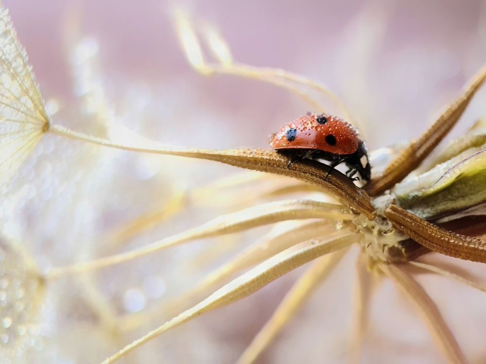 Photograph by Светлана Смирнова