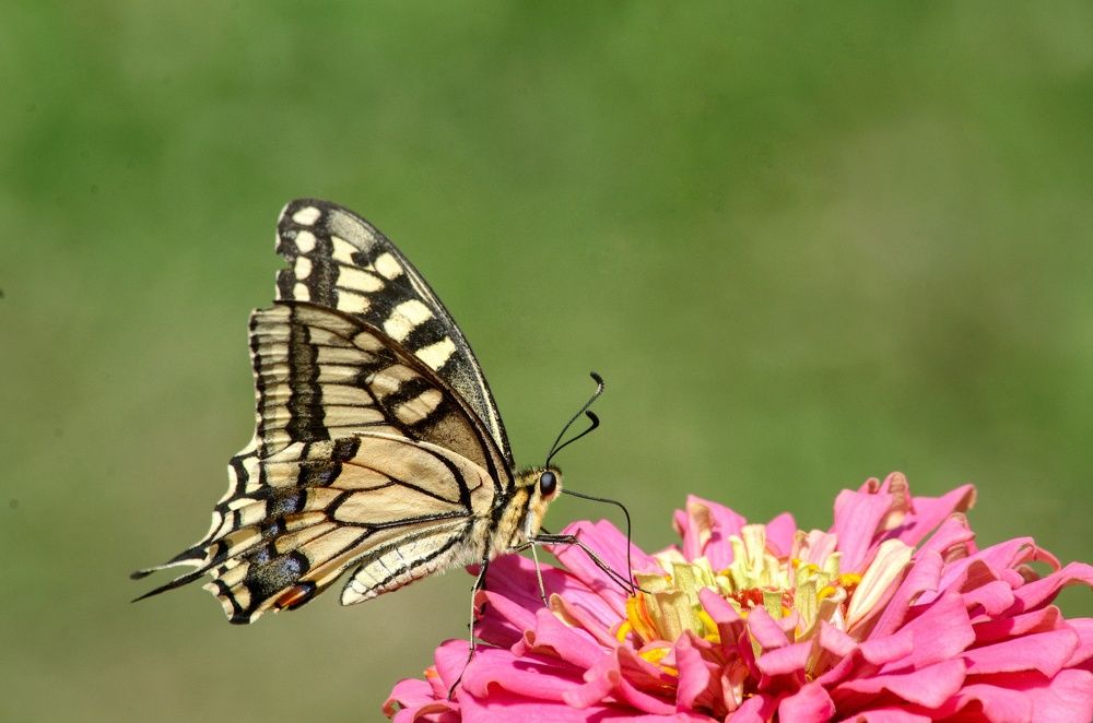 Photograph by Ирина Курицына